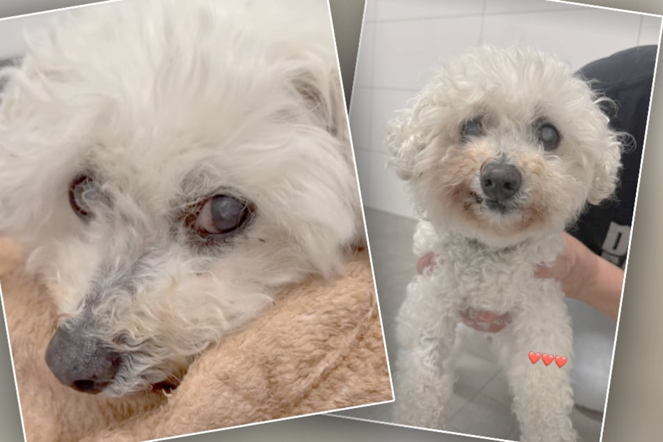 Hund Tati ist neulich im Tierheim Bergheim eingezogen.