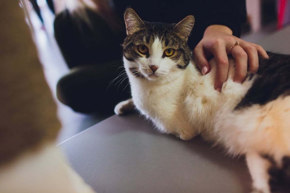 If your cat has a skin issue, backwards petting can be very unpleasant.