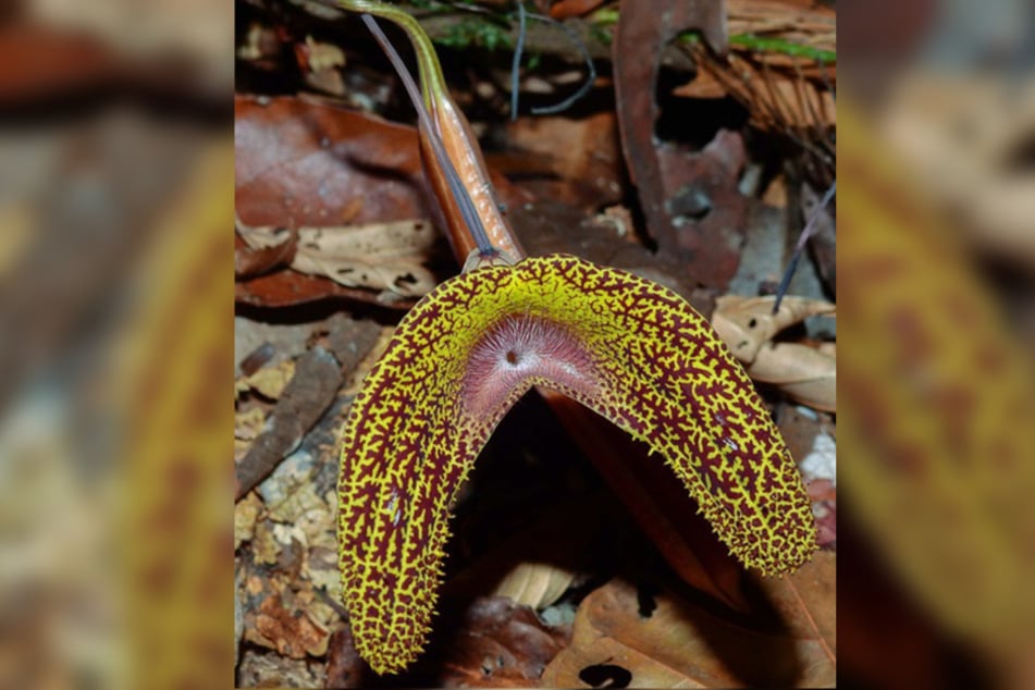 Die "Aristolochia wankeana" besitzt eine für Pfeifenwinden charakteristische außergewöhnliche Blütenform und nun auch den Namen des Sachsen.