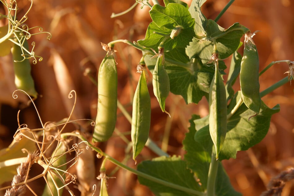 Erbsen sind seit Jahrtausenden wichtige Nutzpflanzen - sie enthalten unter anderem viel Protein.