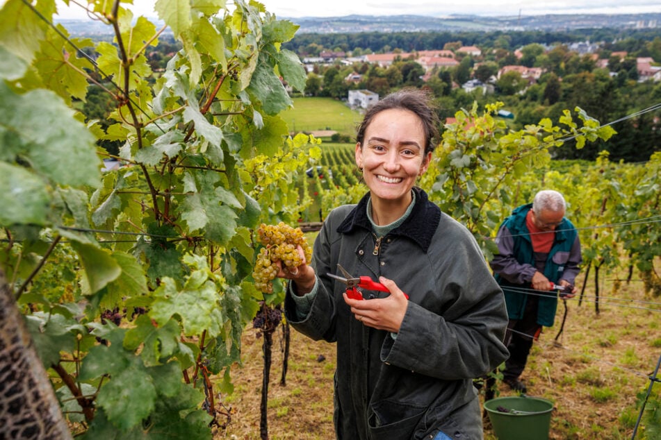 Hat Spaß gemacht! TAG24-Reporterin Jacqueline Grünberger (29) war bei ihrer ersten Traubenlese dabei.