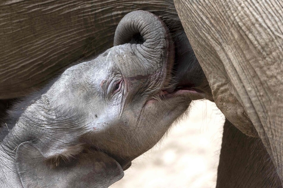 Das kürzlich geborene Elefantenkalb "Jack" wird von seiner Mutter "Nina" in ihrem Gehege im Tierpark "Le PAL" gefüttert.