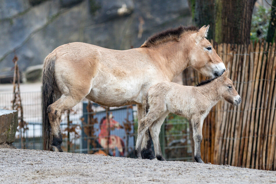 Muttertier und Fohlen sind wohlauf: Im Kölner Zoo kam ein Przewalski-Fohlen zur Welt.