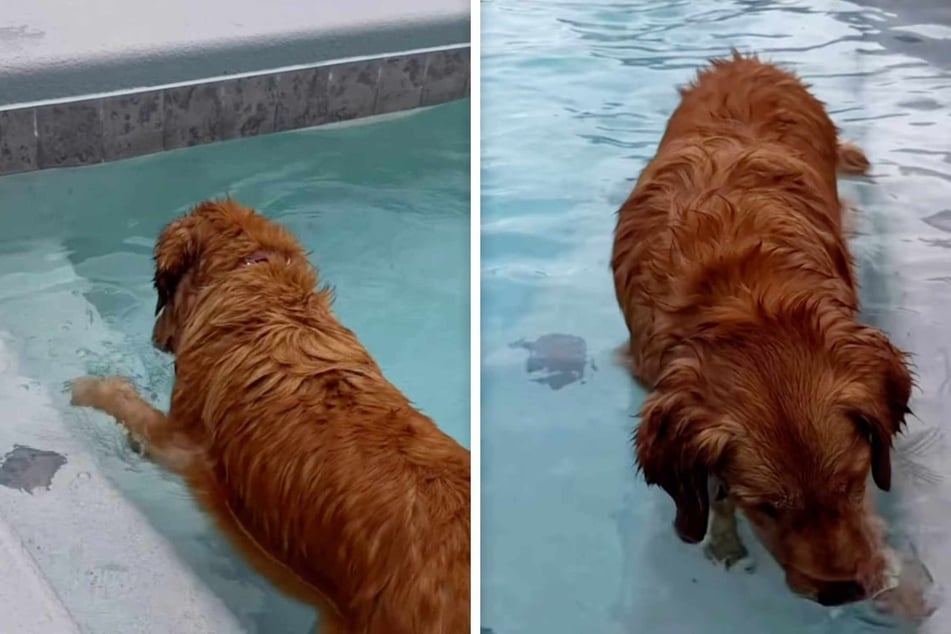 What is this Golden Retriever doing in her neighbor's pool?