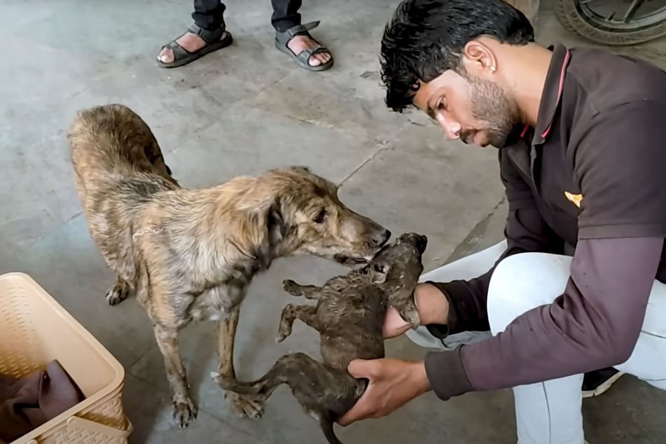 Herzzerreißende Geste: Besorgt leckt die Hunde-Mutter ihrem Kleinsten das Gesicht, versucht, ihn zu beruhigen.