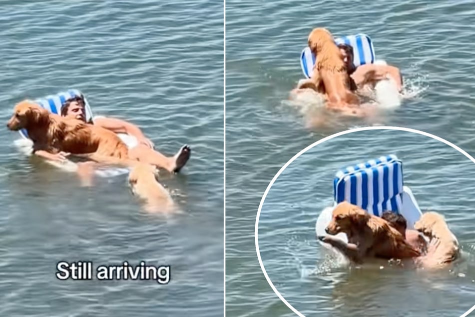 L'homme veut se détendre sur un matelas gonflable en mer, mais ses Golden Retriever interviennent