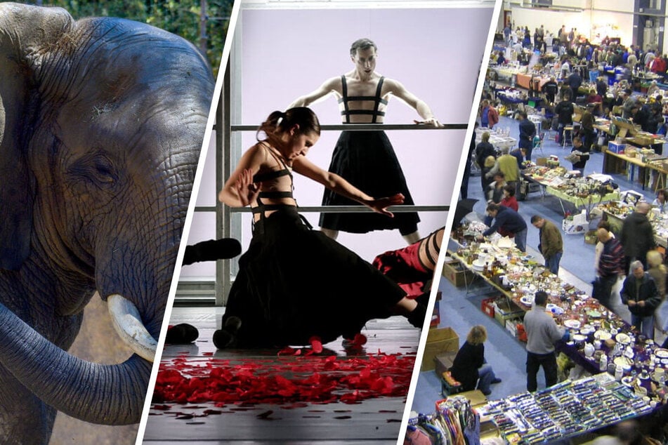 Diese Veranstaltungen erwarten Euch am Wochenende in Magdeburg