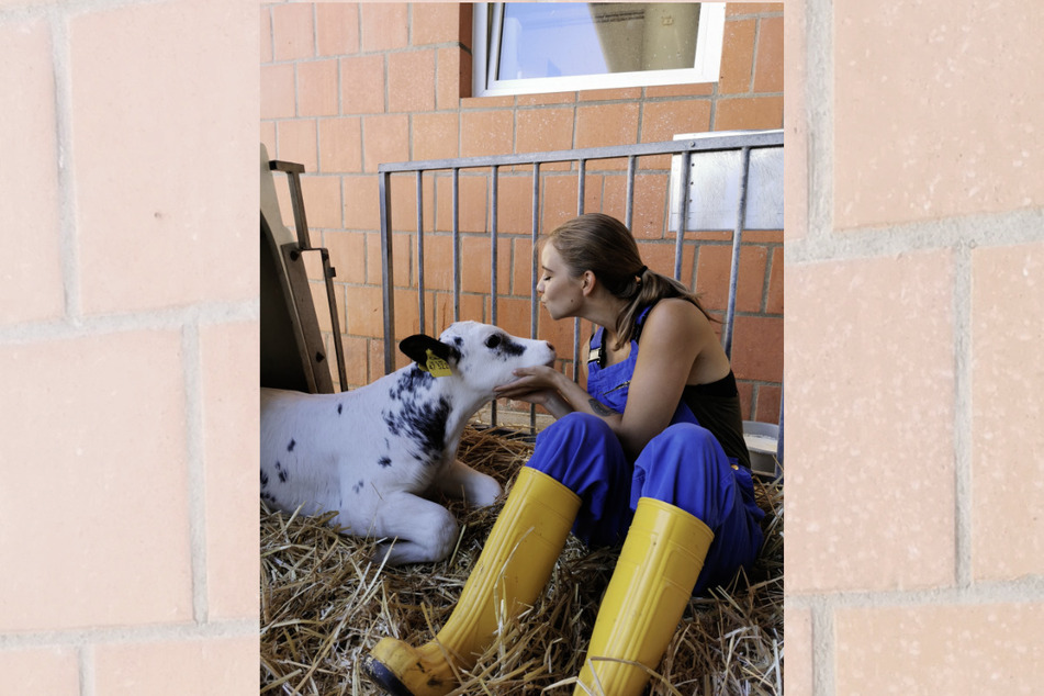 Bei ihrer Ausbildung auf dem Lehr- und Forschungsgut Oberholz der Universität Leipzig kümmerte sich Alexandra Dutsch (22) liebevoll um die Rinder.