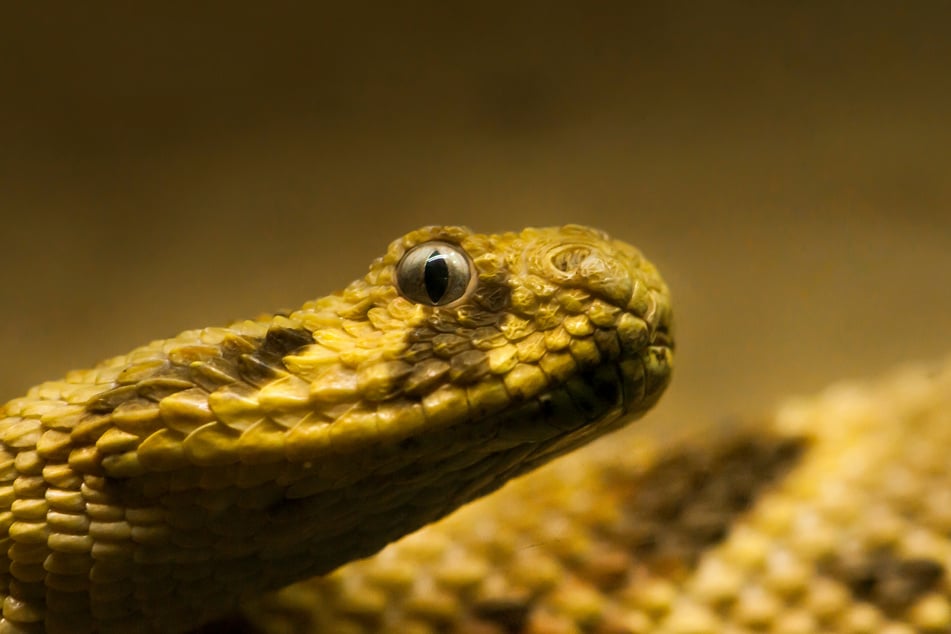 Für alle Schlangen gilt: Gewöhnlich greifen sie überhaupt nur an, wenn sie sich bedroht fühlen - denn ihr Gift ist viel zu wertvoll, um es zu verschwenden. (Symbolfoto)