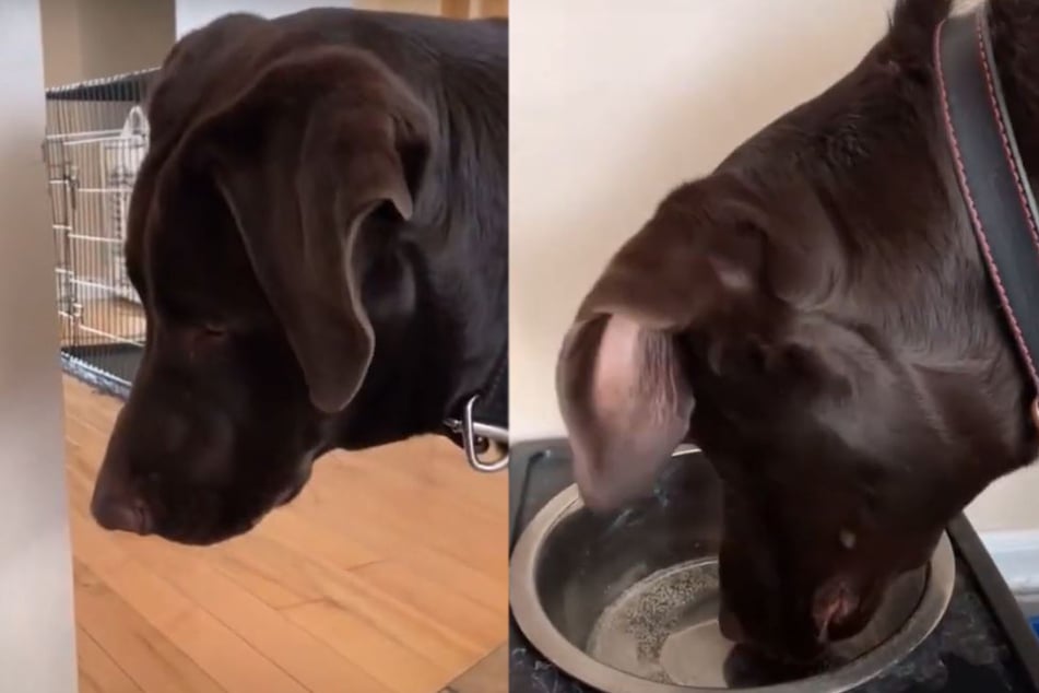 Labrador trinkt erstmals Sprudelwasser: Seine Reaktion feiern Millionen