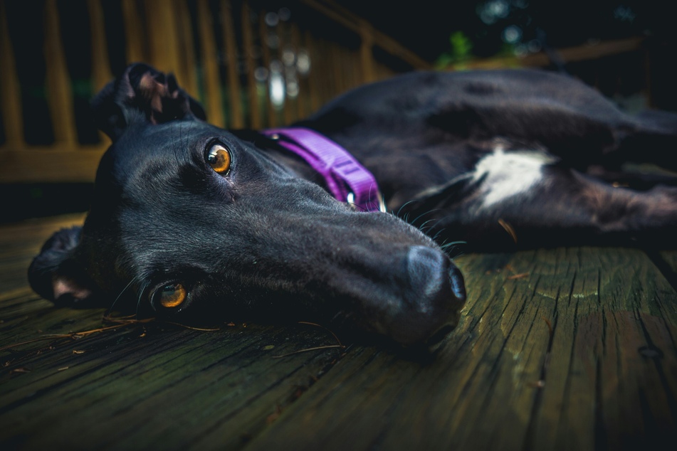 One of the most active and strong dogs in the world, greyhounds are routinely abused for sport.