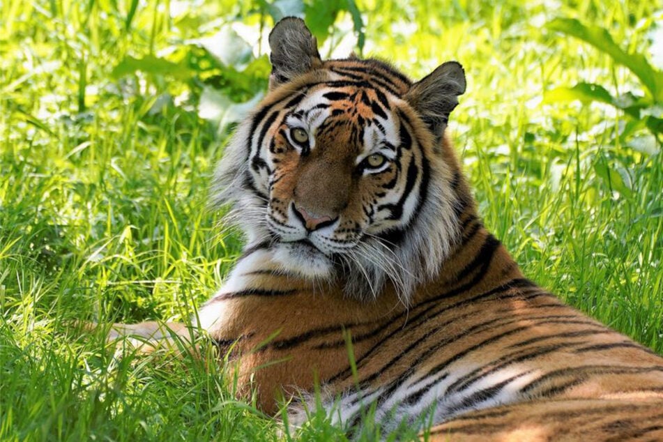 300 Kilogramm schwer, extrem behaart und mit messerscharfen Zähnen: Amurtiger sind die größten Raubkatzen der Welt. (Symbolfoto)