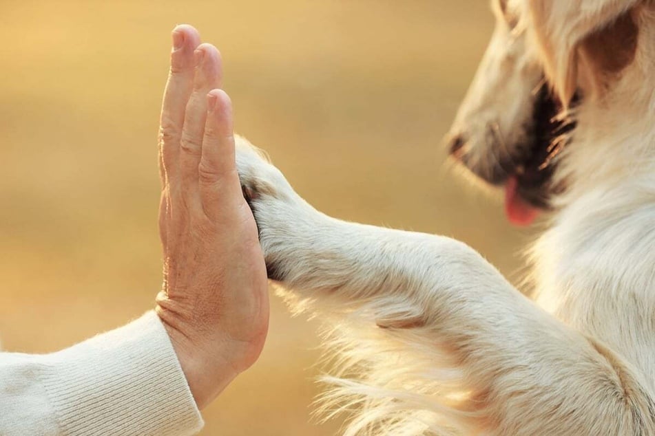A Labradoodle dog could be just the right companion for you (stock image).