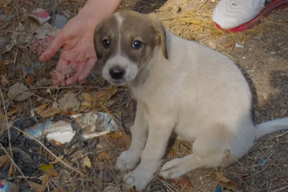 The poor pup looks sad and doesn't want to eat anything.