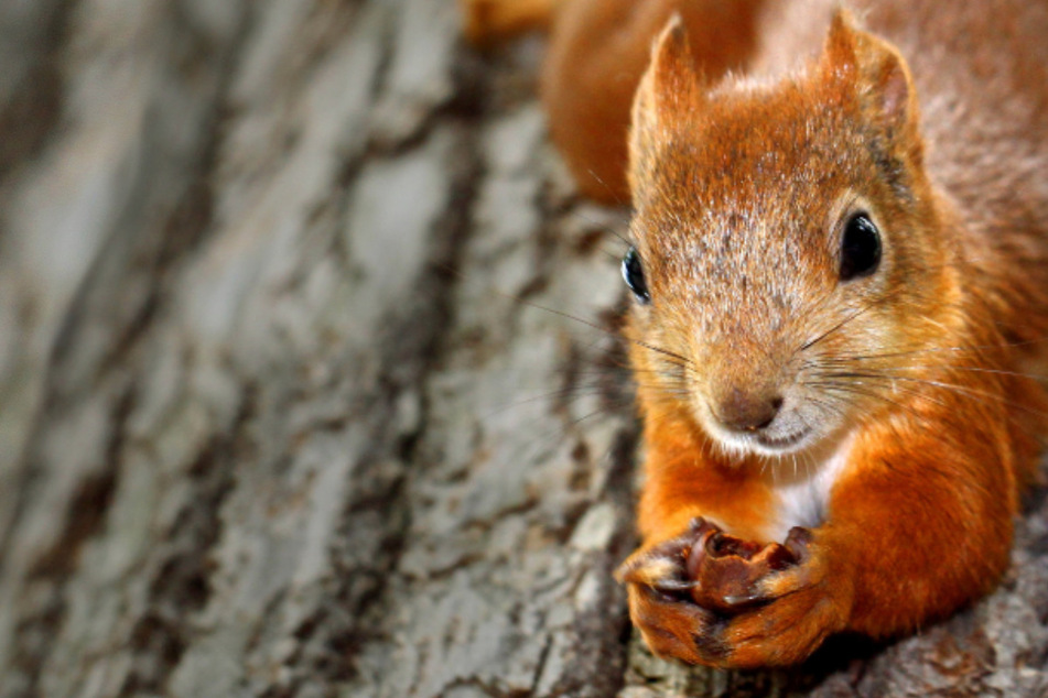 Eichhörnchen findet kleinen Plüschhasen, die Reaktion bringt Tausende richtig zum Lachen