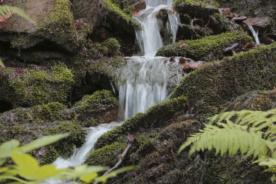 An den zerklüfteten Felswänden im Schwarzwassertal kann man auch kleine Wasserfälle entdecken.