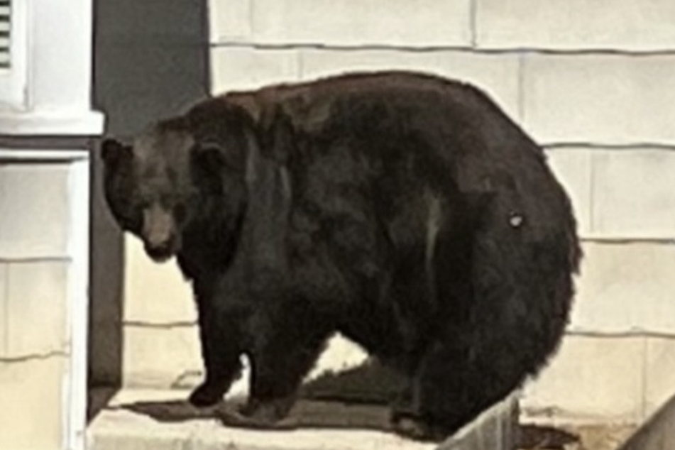 A bear dubbed "Hank the Tank" by locals in South Lake Tahoe, California, has been captured after allegedly breaking into dozens of homes.