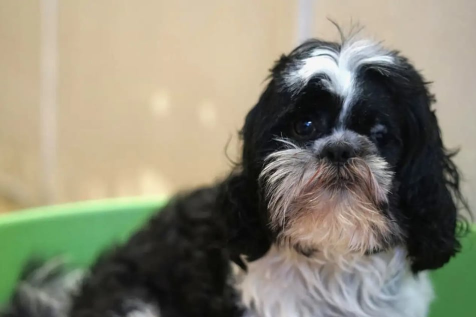 Pauli trotzt seiner Qualzucht: Wer gibt dem tapferen Kerl eine Chance?