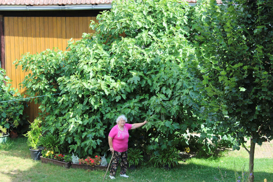 Roswitha Lischkowitz (79) war stolz, als sie in den 80ern einen Ableger ergattern konnte. Aus ihm wurde ein über fünf Meter hoher Feigenbaum, der dringend beschnitten werden müsste.