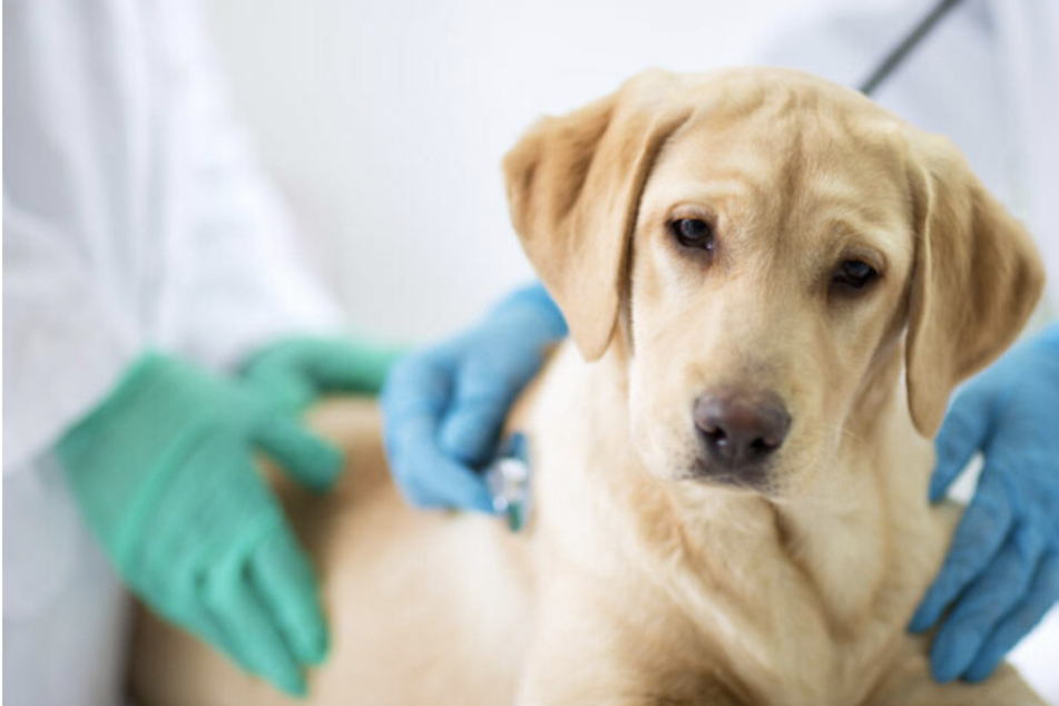 Tierärzte warnen vor Risiko für Tiere durch steigende Arztkosten
