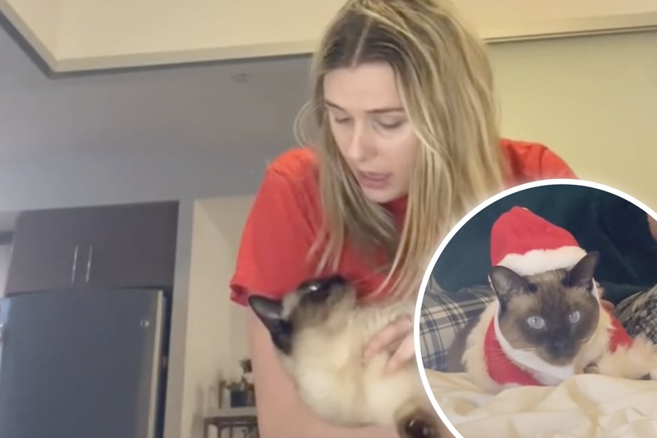 Katze hat keinen Bock auf Weihnachten: TikTok-Videos gehen viral