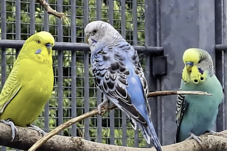 Unter anderem leben im Tierheim mehrere Wellensittiche.