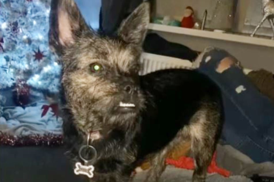 Die Wahrheit: Luna ist ein Mischling aus Yorkshire Terrier und Französischer Bulldogge - optisch mit starken Tendenzen zum Terrier