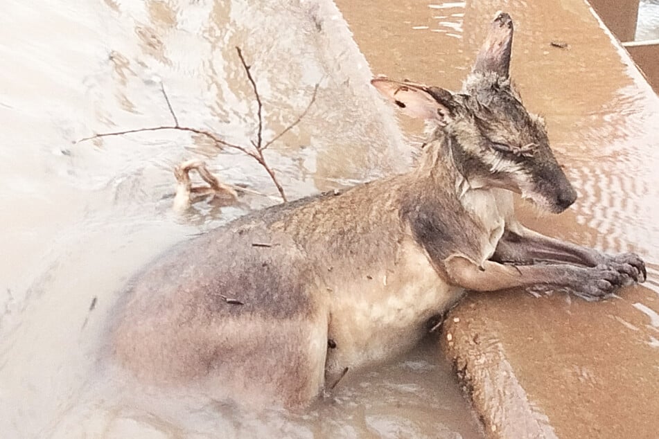Jahrhundertflut in Australien: extreme Regenfälle bedrohen Menschen und Tiere!