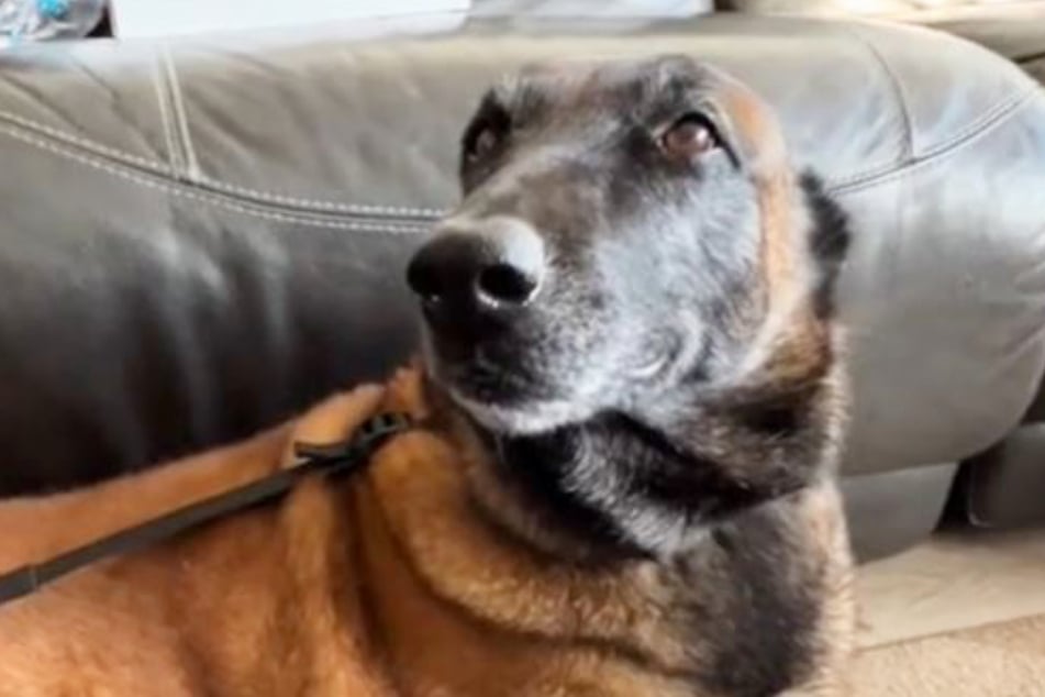 Indy the dog got into some quick trouble when her owner left his sandwich unattended.