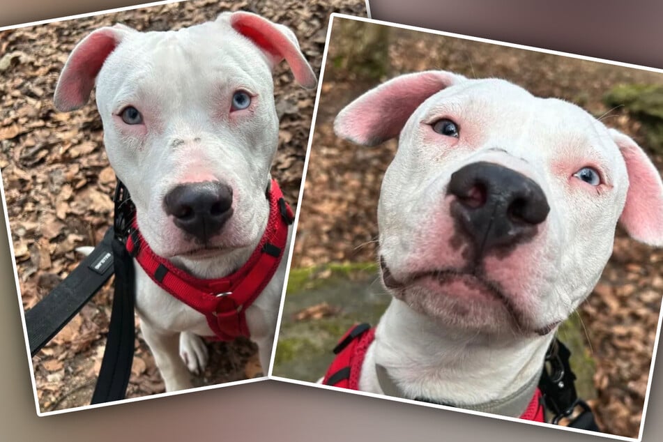 Freya aus dem Tierheim Bergheim sucht ein erfahrenes Zuhause. Für die junge Hündin gelten besondere Auflagen bei der Haltung.