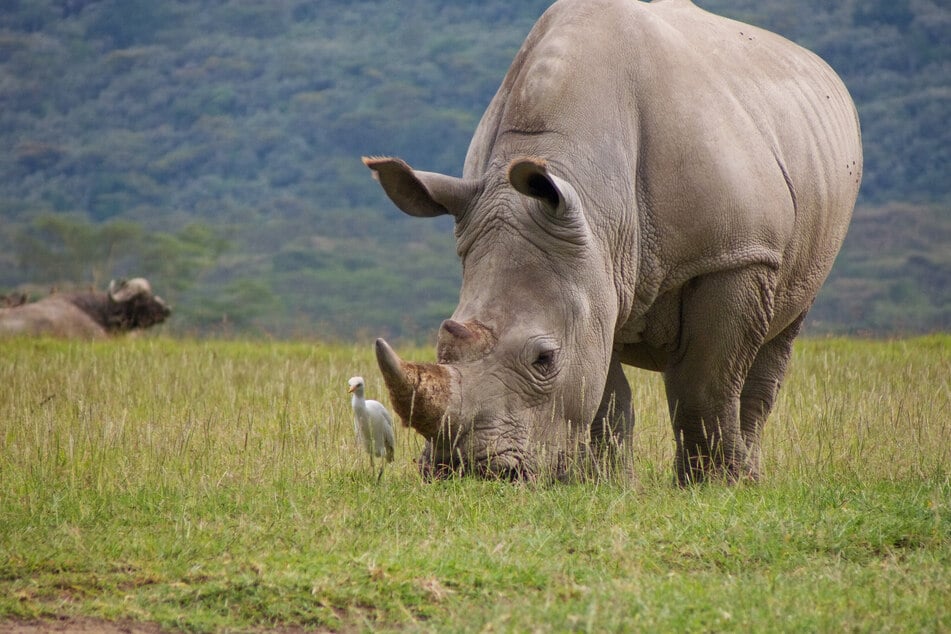 Dozens of southern white rhino rewilded in South Africa