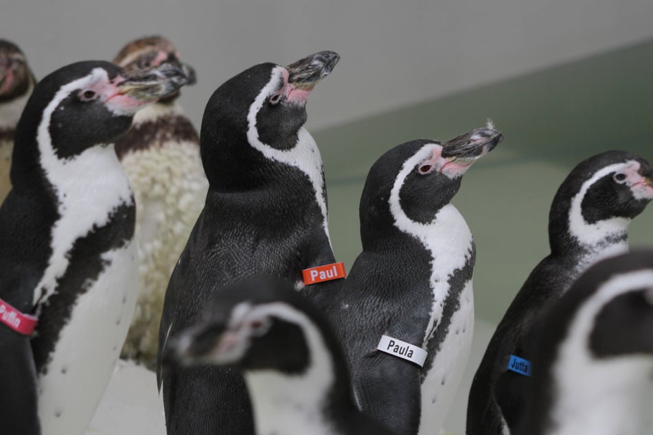 Rund 40 Humboldtpinguine sind schon eingezogen. An ihren Flügeln stehen Namen, wie Paul, Paula und Jutta.