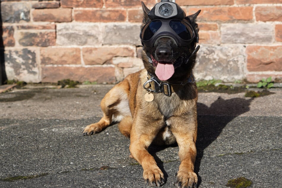 Polizeihund Echo zeigte sich angetan von seiner neuen Ausrüstung.
