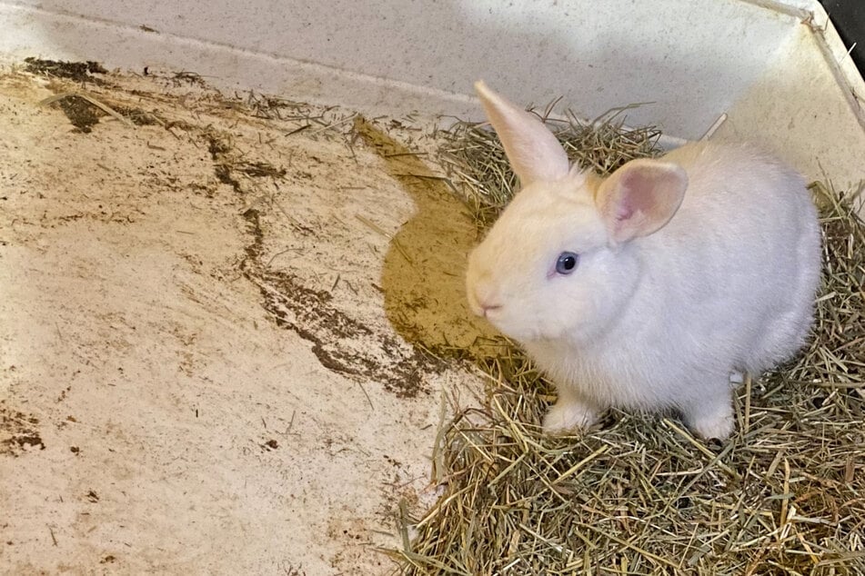 Schockfund! Lebendiges Kaninchen in Müll entsorgt