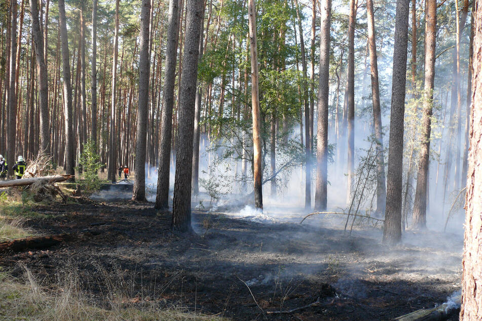 Zehn Hektar Wald in Flammen: Feuer an der Landesgrenze zu Niedersachsen