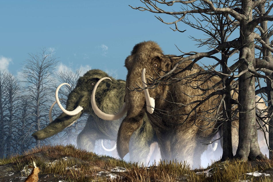 In unseren Gefilden starben die Mammuts gegen Ende der letzten Eiszeit (vor 11.000 bis 15.000 Jahren) aus.