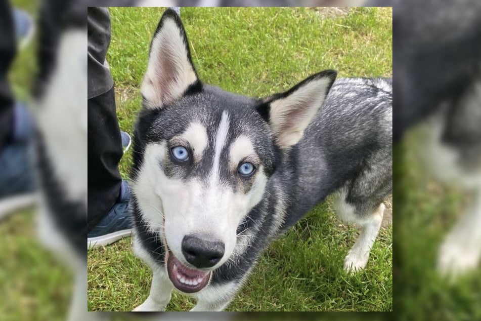 Husky Nila ist ungefähr fünf Monate alt und noch sehr verspielt.