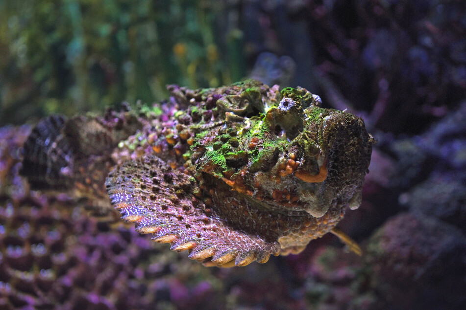 Like many poisonous animals, the stonefish is often brightly colored.