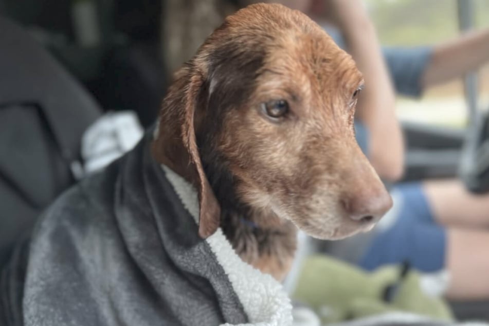 Der kleine Hund Copper wurde jahrelang an einer zu kurzen Leine gehalten, ohne Futter und ohne Schutz.