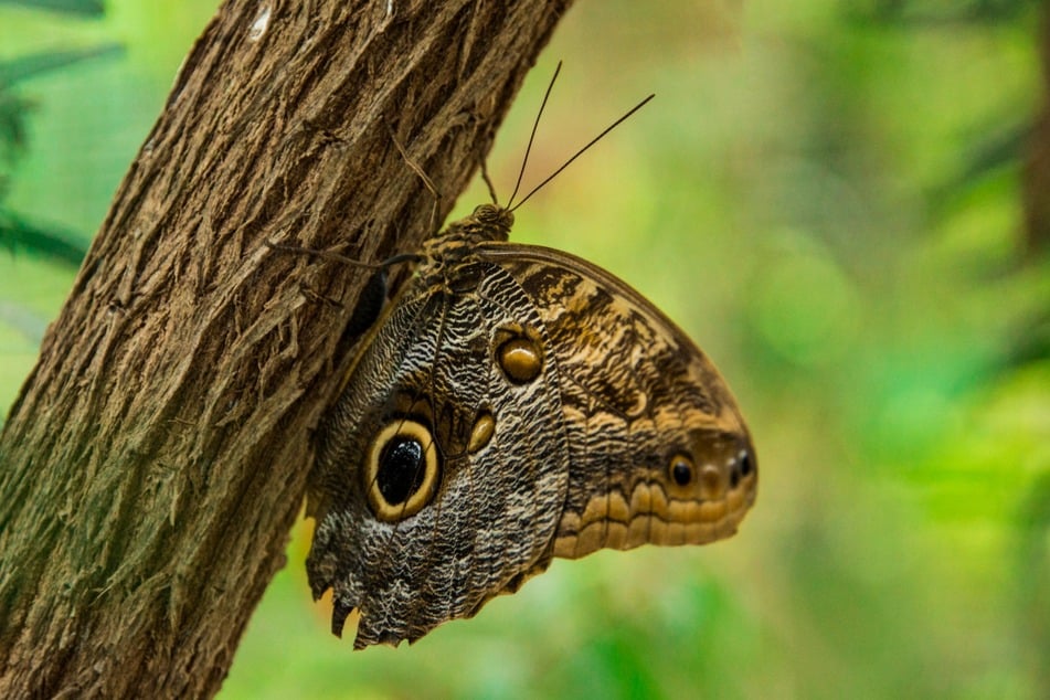 Some moths get pretty huge, but are they some of the biggest flying insects in the world?