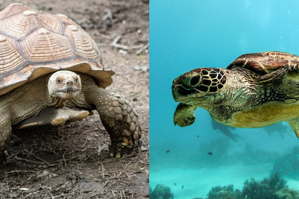 What's the difference between a turtle and a tortoise?