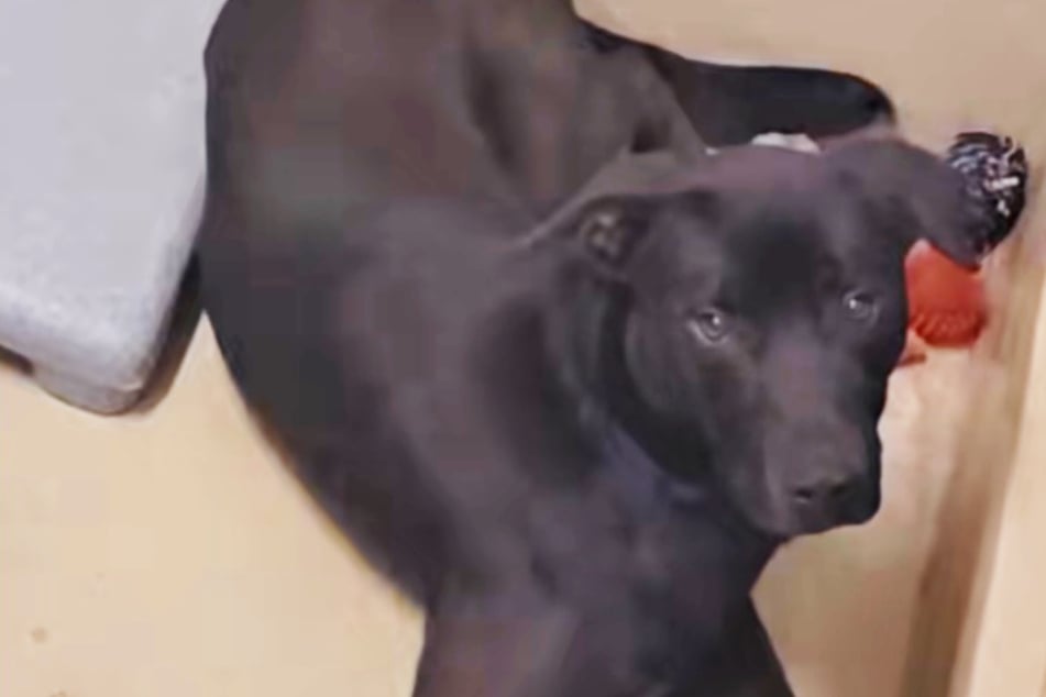 Hund wird zweimal ins Tierheim zurückgegeben: Was dann passiert, hat niemand erwartet