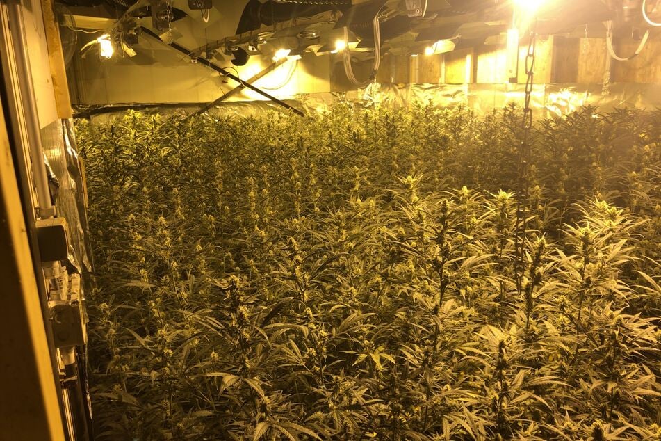 Diese Drogen-Plantage wurde von der Polizei gefunden.