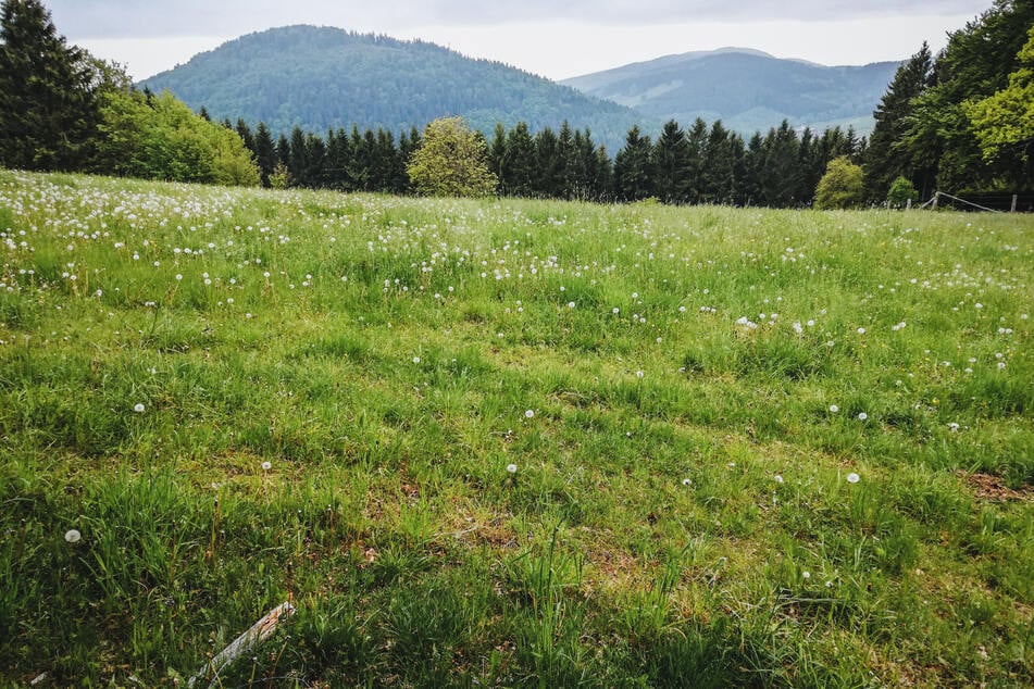 Höchster Berg in NRW: Vom Langenberg aus kann man eine schöne Aussicht genießen.