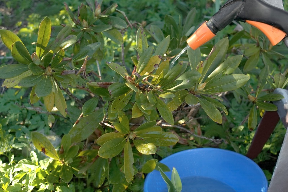 Am besten gießt man den Rhododendron dicht am Stamm, anstatt von oben auf die Blätter.