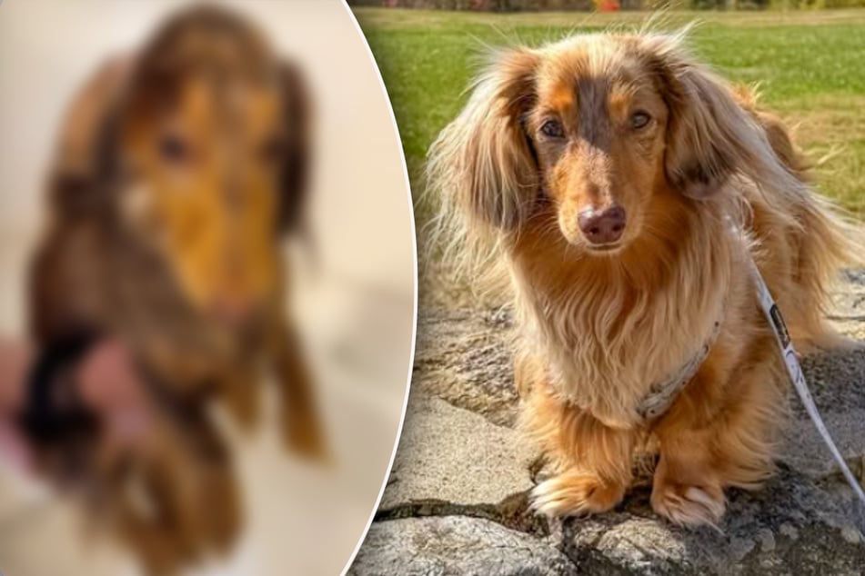 Dackel verbringt den besten Tag seines Lebens - bis zu diesem einen Moment