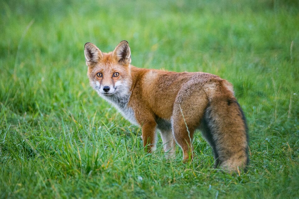 In Deutschneudorf hatte sich ein Fuchs in einem Tellereisen verfangen. Er war so schwer verletzt, dass er getötet werden musste. (Symbolbild)