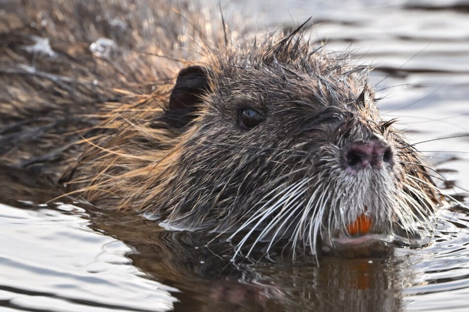 Das Fleisch der Nutrias soll so ähnlich wie Perlhuhn-Fleisch schmecken.