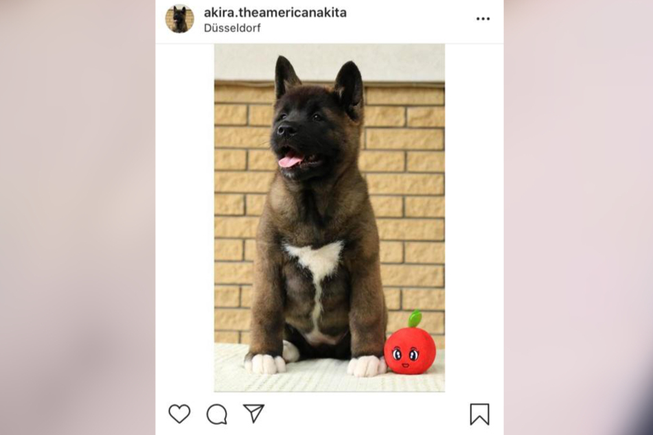 Pietro Lombardis (28) und Laura Maria Rypas (24) Hund Akira hat schon einen eigenen Instagram-Account.