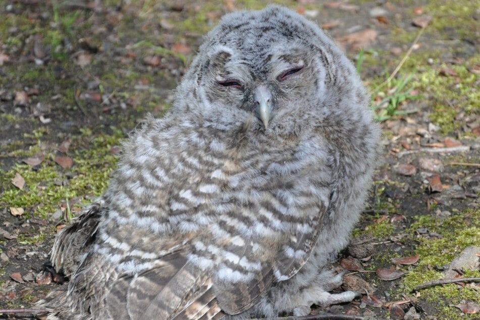 Ein Waldkauz-Baby. Meistens sehen die kleinen Vögel völlig hilflos aus - doch Eingreifen sollte man nur in Ausnahmefällen.